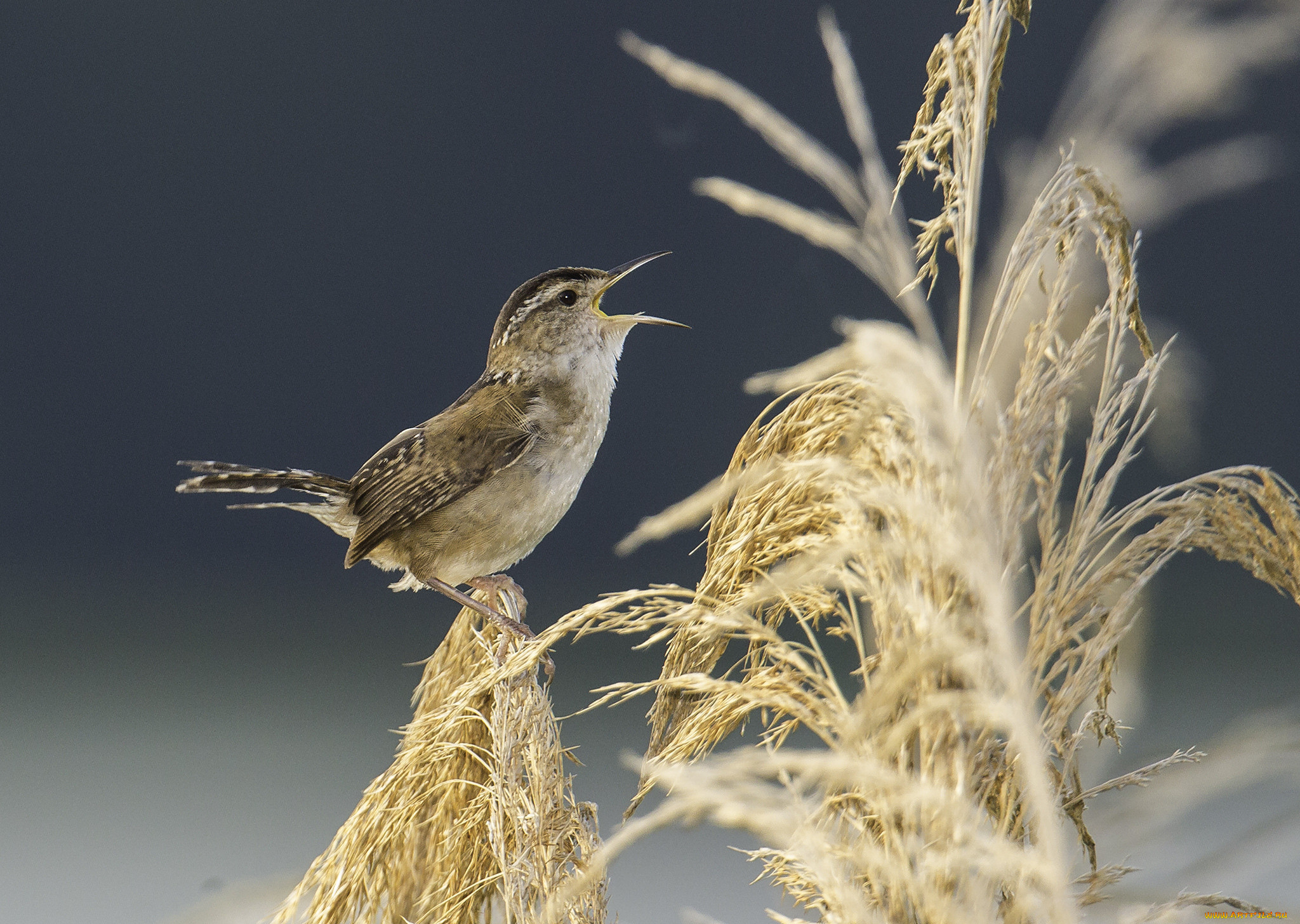 Пшеничная птица